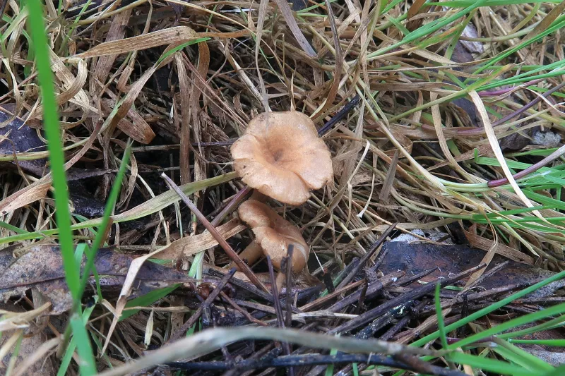 Bonomyces sinopicus 1 - IMG_6813